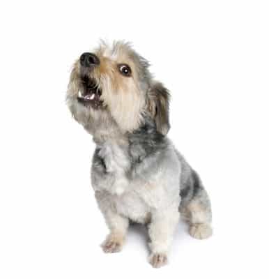 Cross Breed dog barking