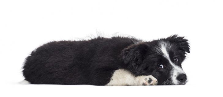 Border Collie puppy, 17 weeks old