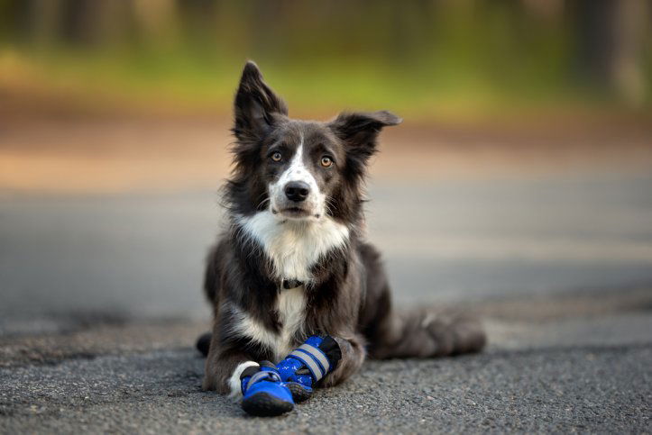 border collie dog lying down outdoors wearing dog boots