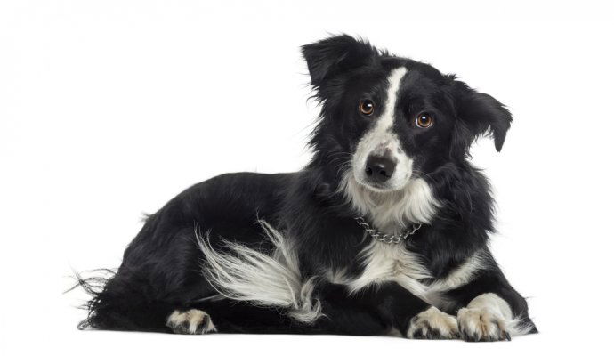 Border Collie lying down