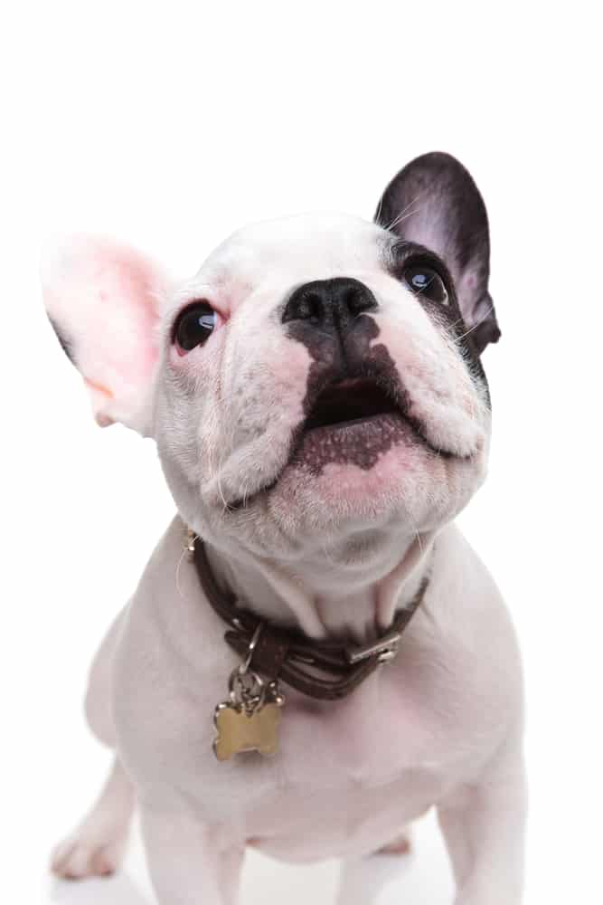 french bulldog puppy barking
