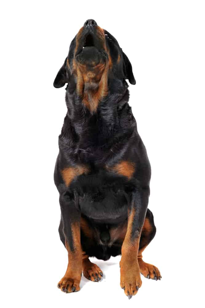 barking rottweiler