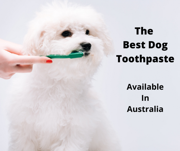 toothpaste for dogs with allergies