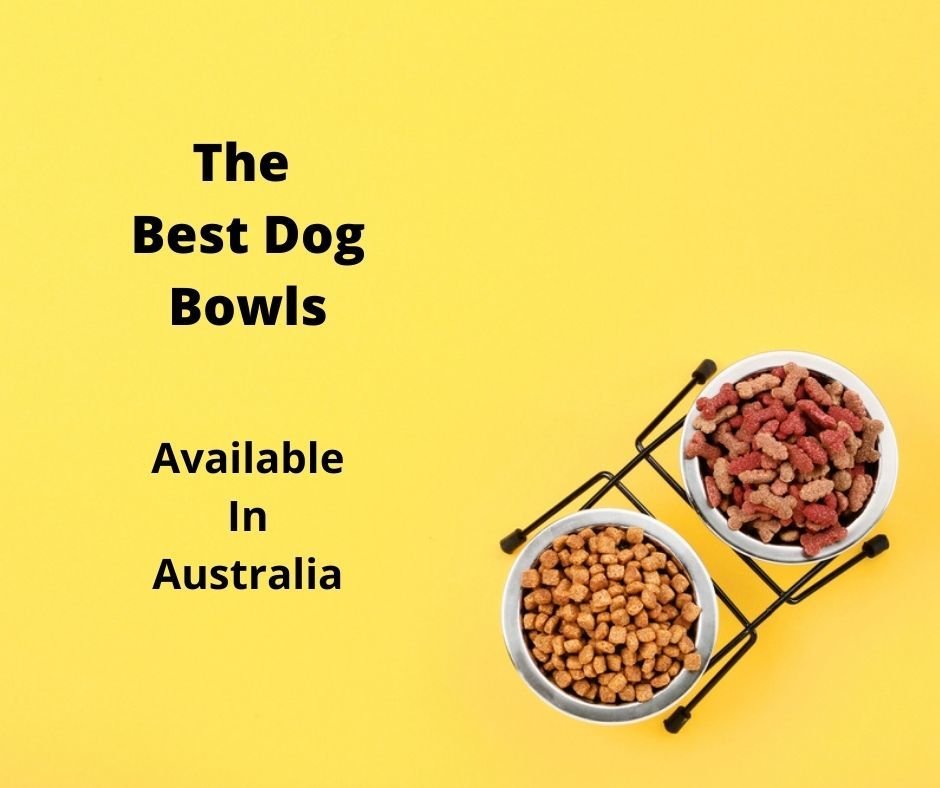 different dog bowls