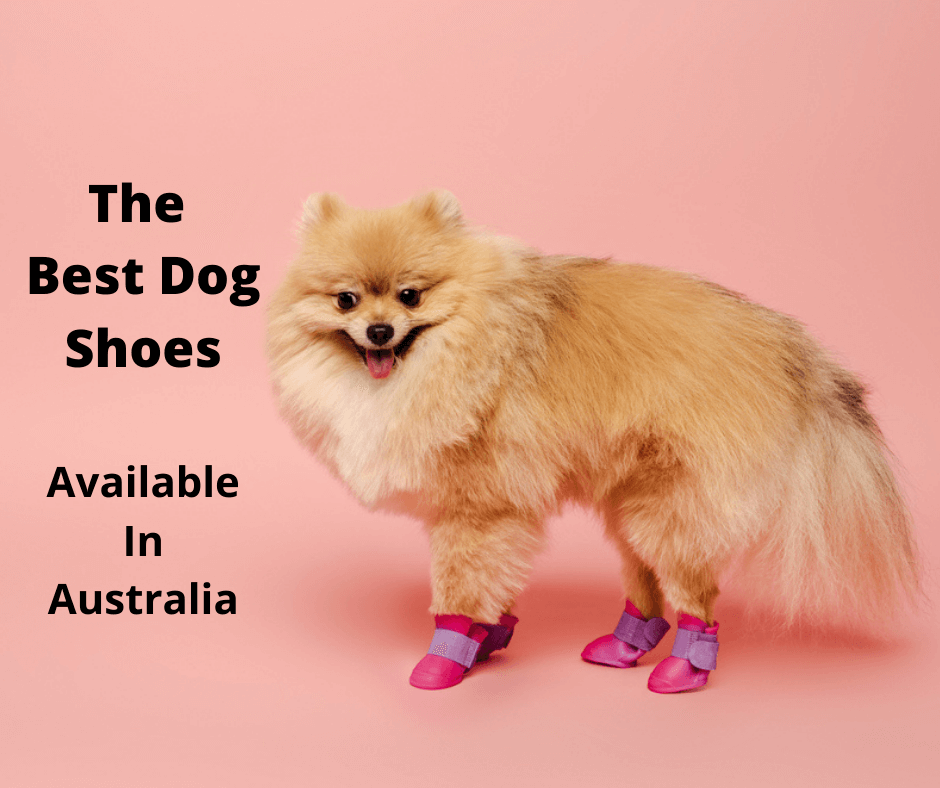 dog wearing shoes