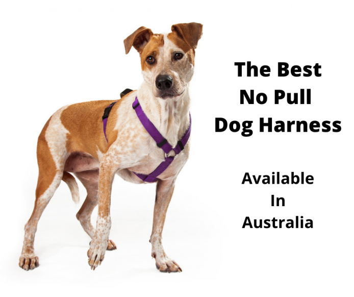 The Best No Pull Dog Harness Australia (2022 Buyers Guide) -  gentledogtrainers.com.au