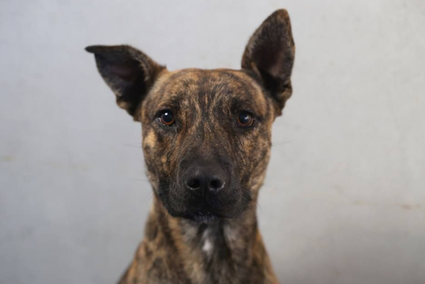 staffy cross kelpie mix puppy
