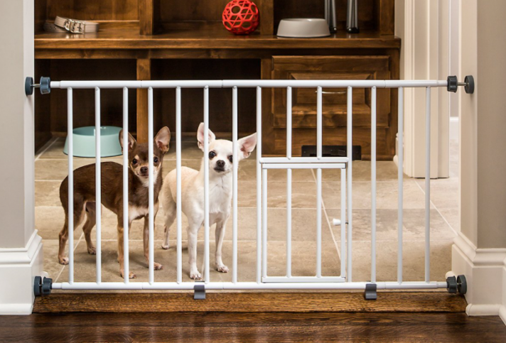 Chihuahua's waiting at dog gate