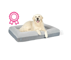 Labrador in a barney dog bed