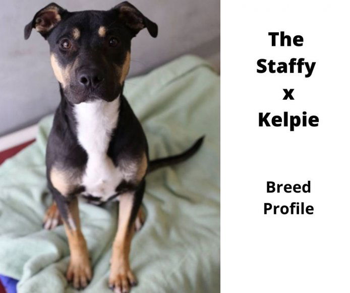 staffy kelpie mix