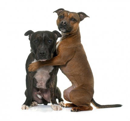 Two rescue Staffordshire Bull Terriers waiting to be rescued