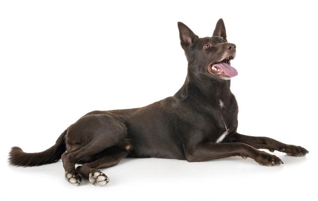 Australian Kelpie resting