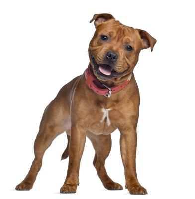Staffordshire Bull Terrier, 9 months old