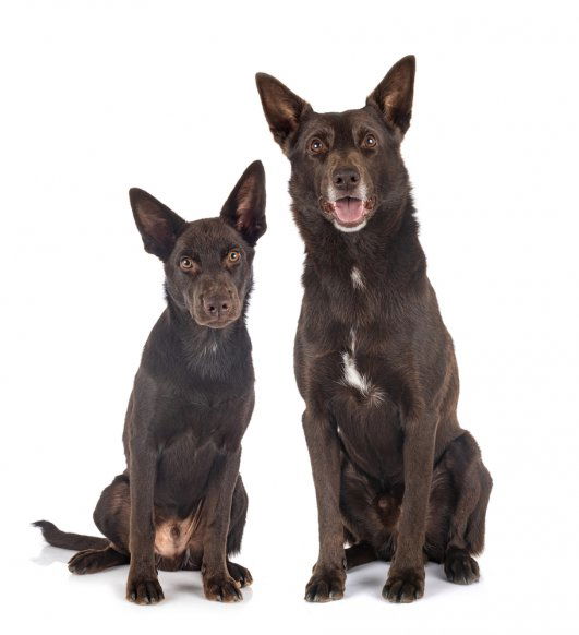 Kelpie mother with puppy
