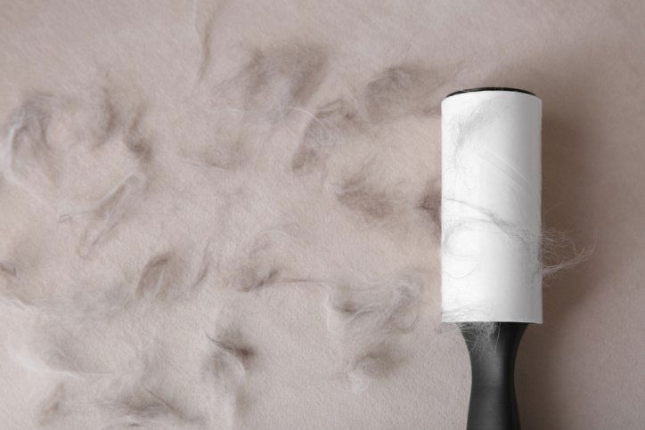 dog hair