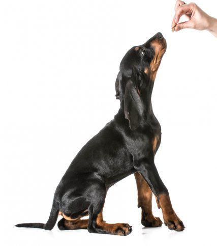 Puppy learning to sit through reward training