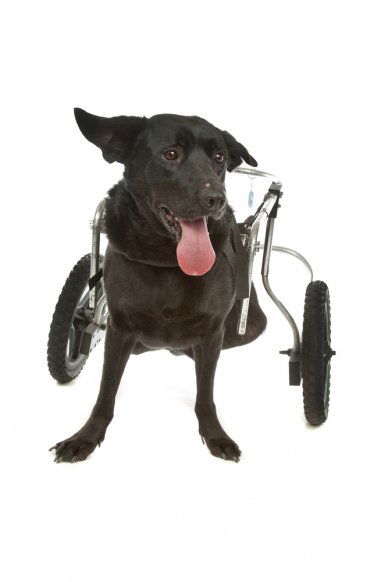 dog in a wheelchair