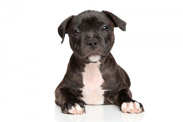 Staffy puppy