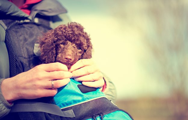 Miniature Poodle Puppy in a dog backpack