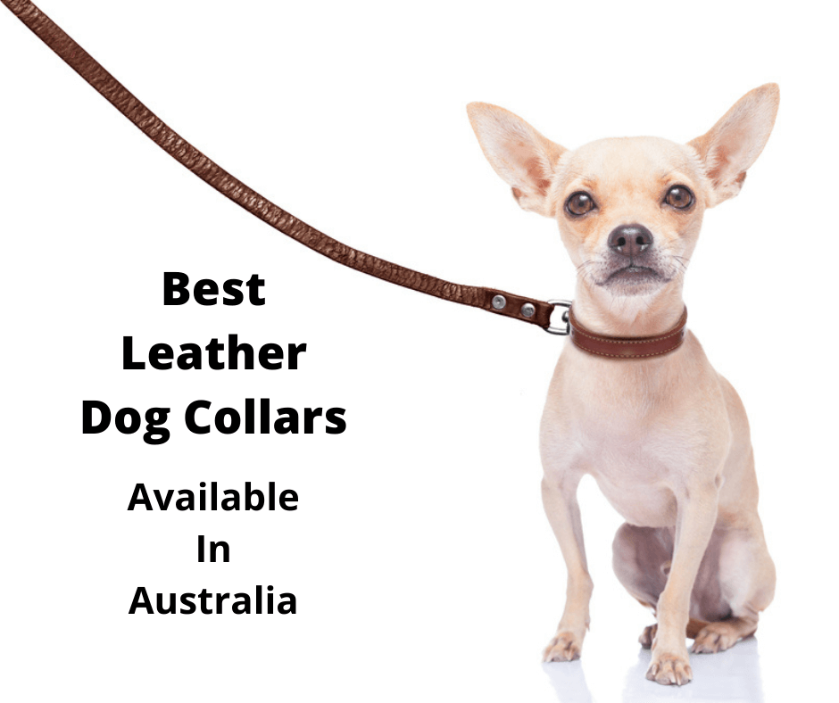 Chihuahua wearing a leather dog collar