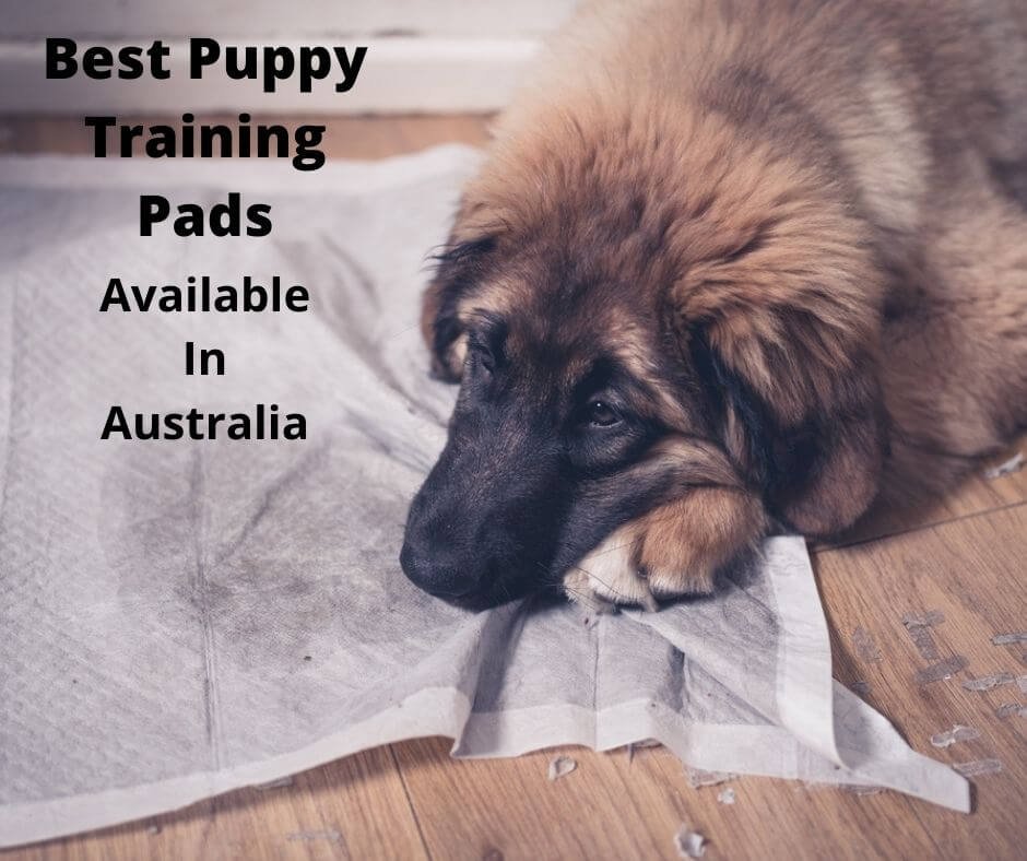 Puppy with their training pad