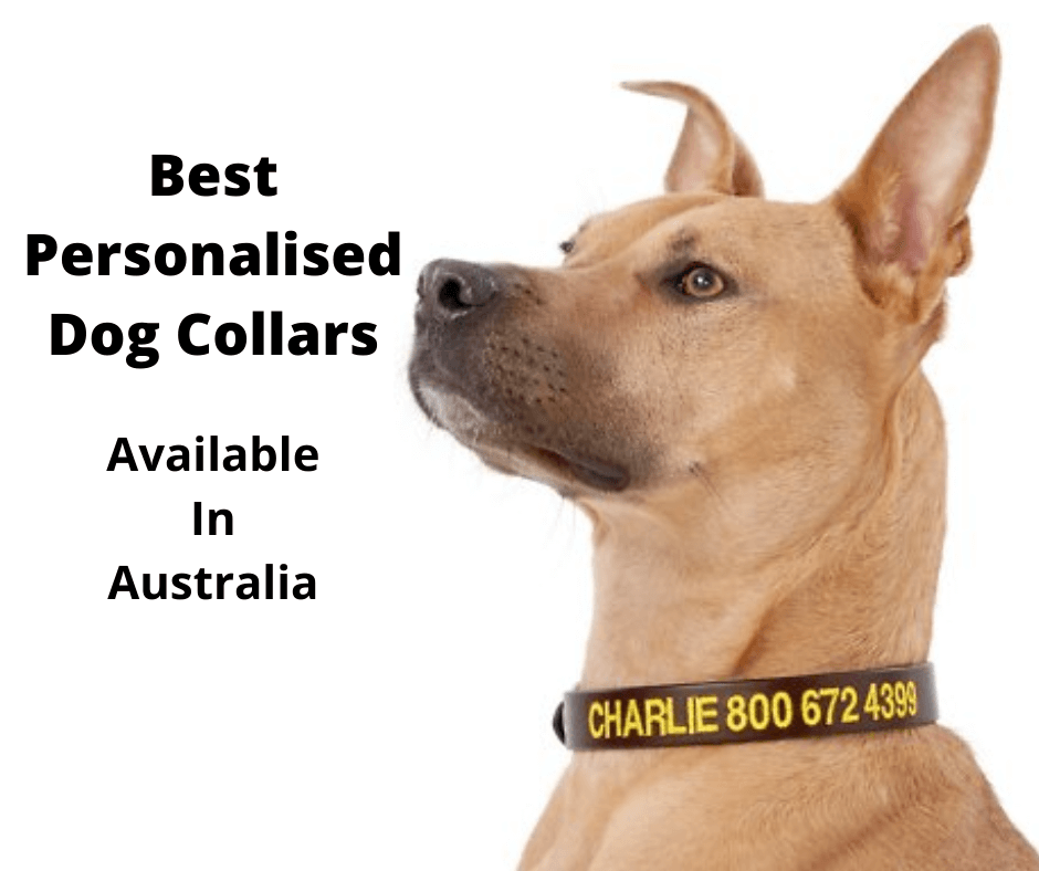 dog wearing a personalised dog collar