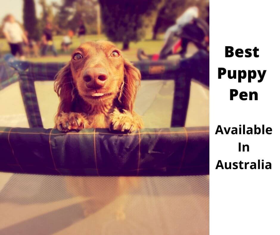 Dachshund puppy in a pen