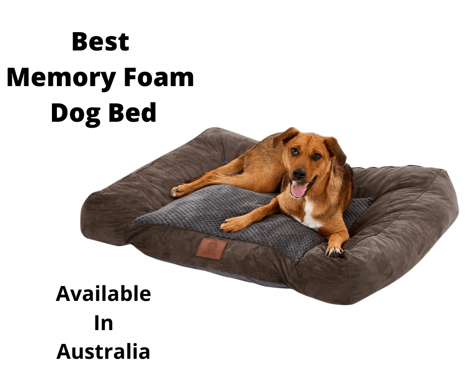 dog resting in a memory foam dog bed