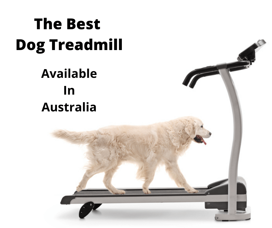 Labrador using a dog treadmill