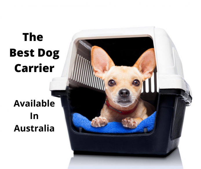 Chihuahua puppy in a dog carrier