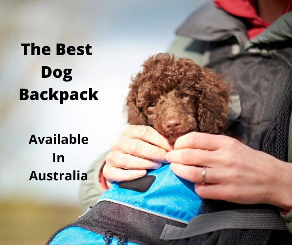 Poodle inside a dog carrier backpack