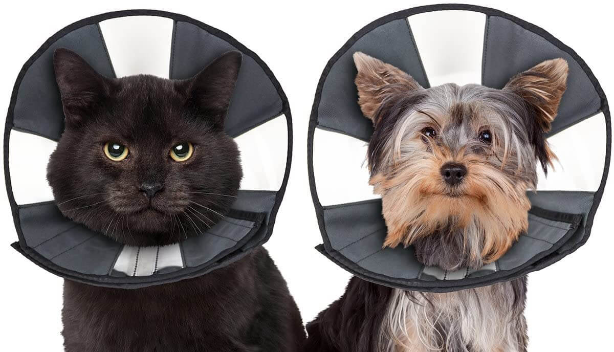 Zen Pet Zen Cone