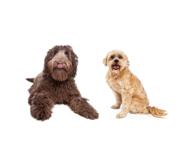 Labradoodle and Cavoodle