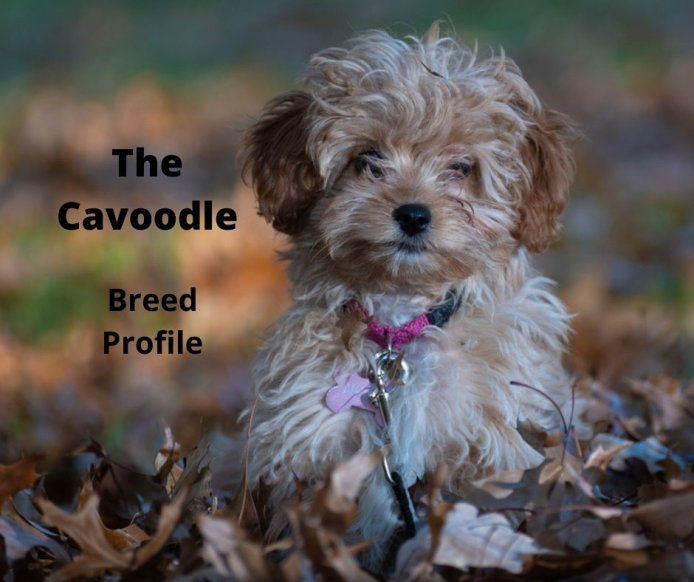 Cavoodle playing in the leaves