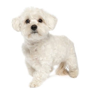 maltese dog
