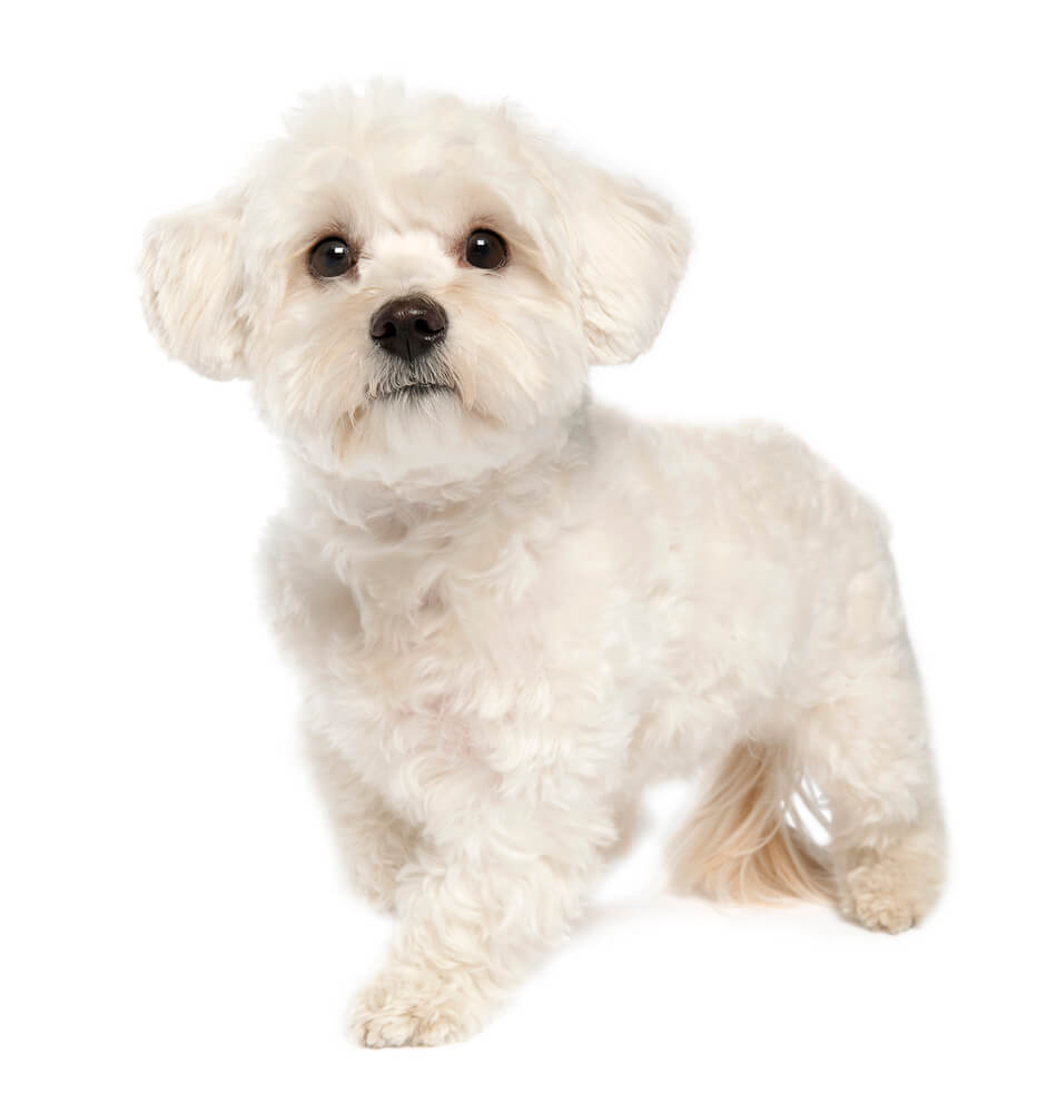 maltese dog