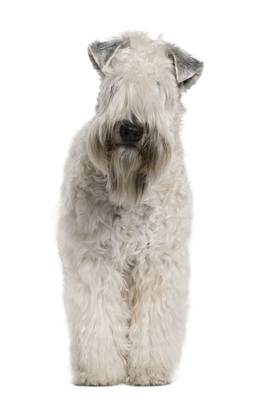 Soft-coated Wheaten Terrier