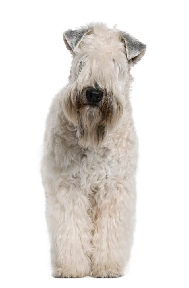 Soft-coated Wheaten Terrier