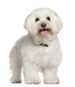 Bichon frise