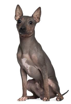 American Hairless Terrie