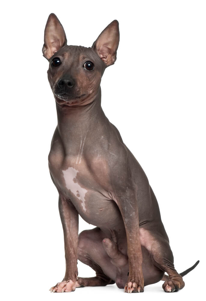 American Hairless Terrie