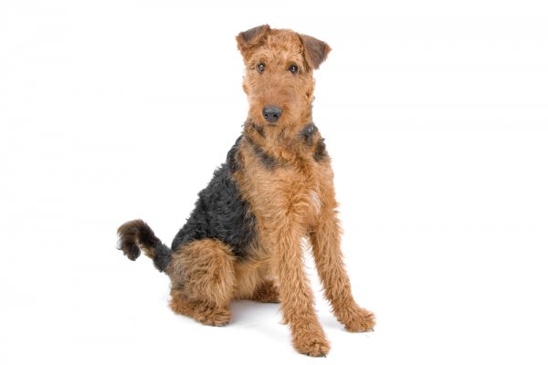 Airedale Terrier