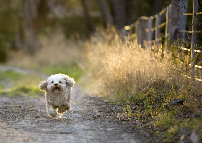 Cavoodle running