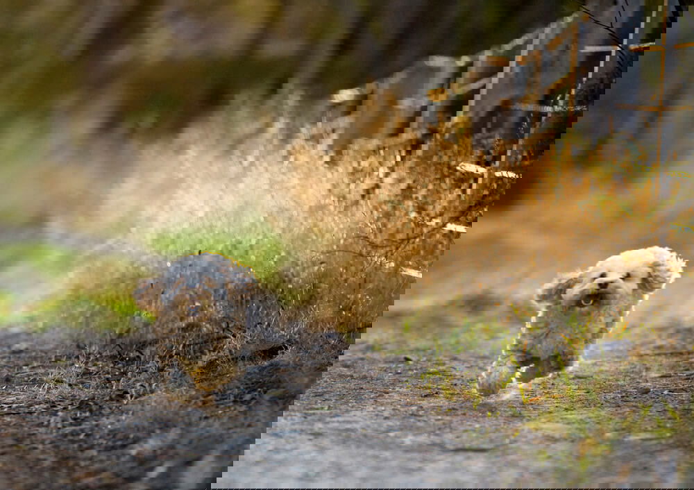 Cavoodle running
