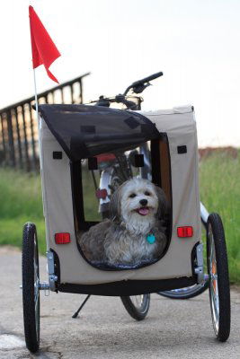 Little dog using a dog bicycle trailer