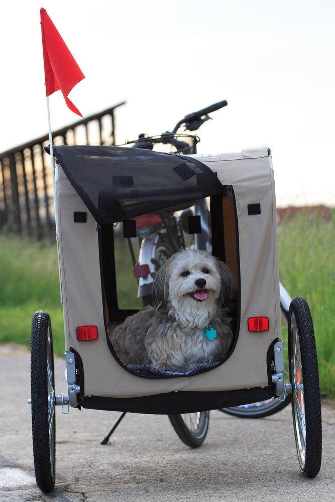 Little dog using a dog bicycle trailer