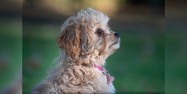 Cavoodle Puppy waiting patiently