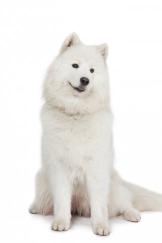 Samoyed Dog