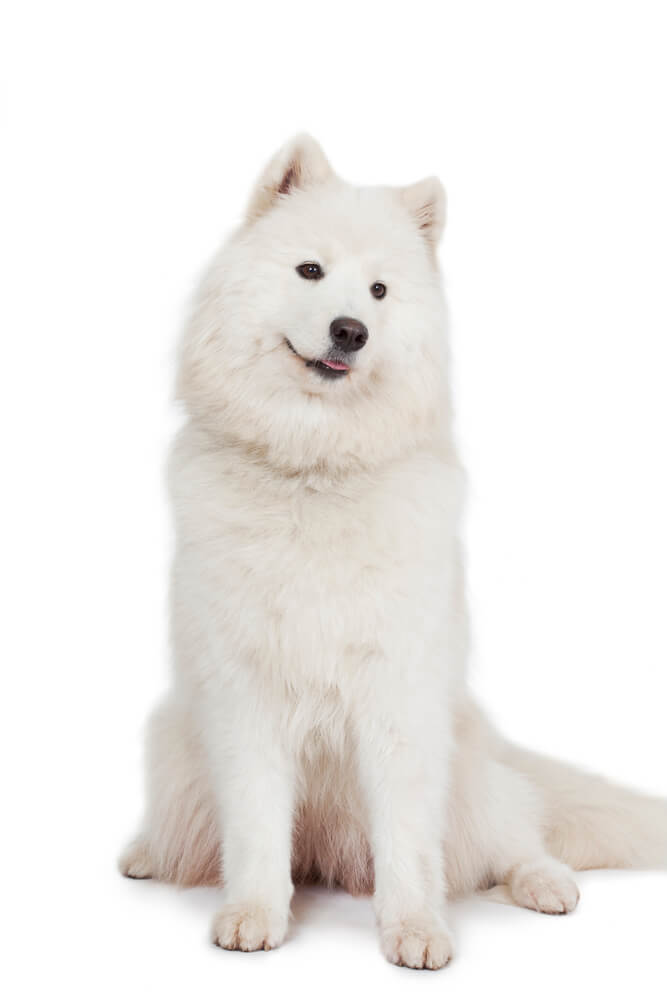 Samoyed Dog