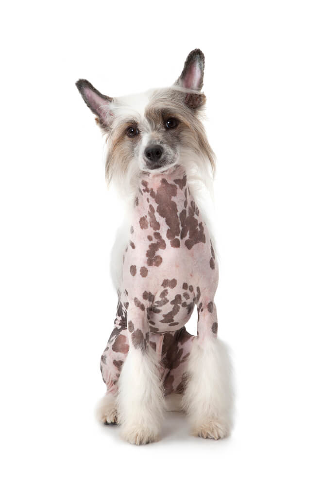 Hairless Chinese Crested Dog